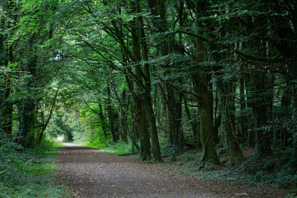 Peaceful forest trail surrounded by lush greenery, offering a restorative nature walk for retreat participants in the West of Ireland